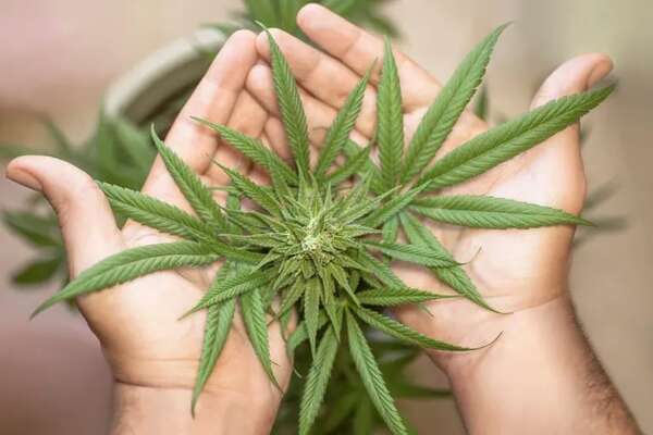 Despenalización de la marihuana puede potenciar la economía, sostienen - Nacionales - ABC Color