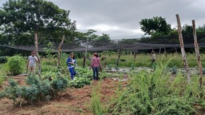 Mujeres de Organización Campesina impulsan cultivo de plantas medicinales