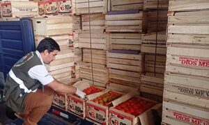 Realizan tareas para prevenir virus rugoso del tomate, ante inminente riesgo