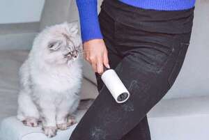 Cinco trucos prácticos para deshacerte de los pelos de tu gato - Mascotas - ABC Color