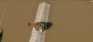 Conmovedor rescate de un caballo en medio de las inundaciones en Brasil - Unicanal