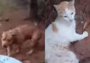 Pitbull dejó "shalai" y casi mata a gatito en Luque