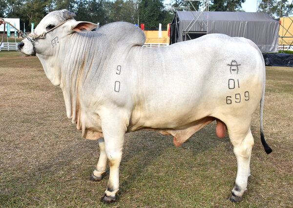 Asociación Rural del Paraguay facilita proceso de registro de marcas para productores de animales vacunos en Itapúa