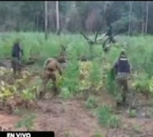 Destruyen más de 200 mil kilos de marihuana - Paraguay.com