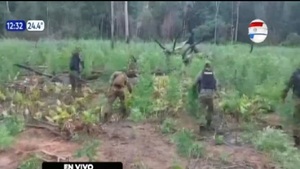 Destruyen más de 200 mil kilos de marihuana - Noticias Paraguay