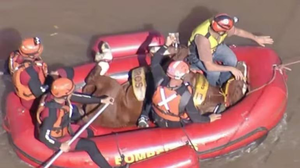 Rescatan a caballo varado en tejado durante inundaciones en Brasil