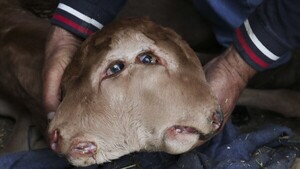Video: Un ternero con dos bocas y cuatro ojos sobrevive al parto