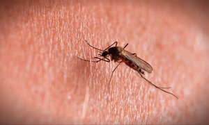 Salud reporta descenso sostenido de casos de dengue
