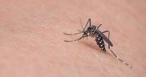 Diario HOY | Dengue: ligero aumento de notificaciones en Amambay, Concepción y Boquerón