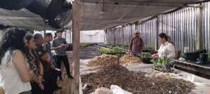 Floricultura: recomiendan realizar trasplante de plantas ornamentales y frutales en esta temporada - Nacionales - ABC Color