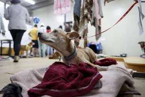 Las mascotas rescatadas de las inundaciones en Brasil aguardan un nuevo hogar - Mundo - ABC Color