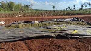 Descubren plantación de marihuana en comunidad indígena en Pedro Juan Caballero