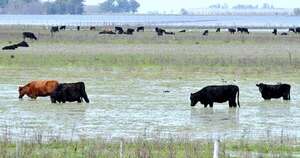 La Nación / Antiaftosa: inundaciones en el Sur podrían complicar la inmunización