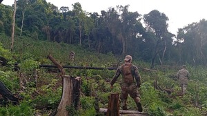 Erradican casi 500 toneladas de marihuana del Parque Nacional Caazapá - ADN Digital