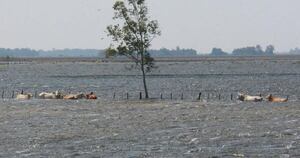 La Nación / Inundaciones en el Sur podrían complicar la inmunización contra la fiebre aftosa