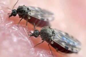Fiebre de oropouche, la nueva enfermedad transmitida por mosquitos a la que debemos estar atentos - Nacionales - ABC Color