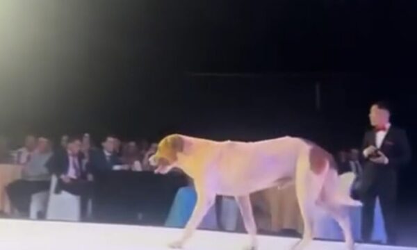 (VIDEO)Jagua peleó avei la corona de Miss Horqueta con semejante pasarela