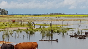 INUNDACIONES EN EL SUR PODRÍAN COMPLICAR LA INMUNIZACIÓN CONTRA LA FIEBRE AFTOSA - Itapúa Noticias