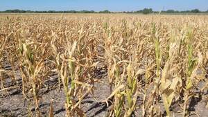 Reportan que condiciones climáticas adversas perjudican al maíz y la soja - La Clave