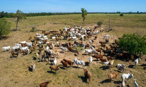 Con el desembarco en Canadá Paraguay expande su mercado internacional de carne - OviedoPress