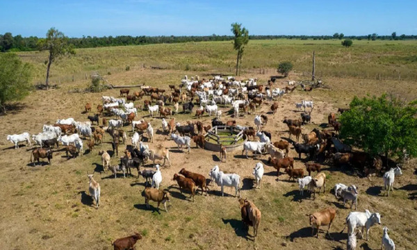Con el desembarco en Canadá Paraguay expande su mercado internacional de carne - OviedoPress