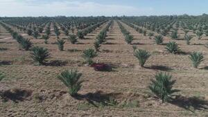 Dátiles Medjool en el Chaco, avanzan con preparación de más plantines
