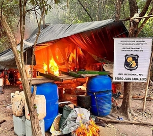 Plantaciones de marihuana son destruidas por Antinarcóticos en Bella Vista Norte