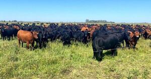 La Nación / Tras concretar el mercado de Canadá, la carne paraguaya apunta ahora a México