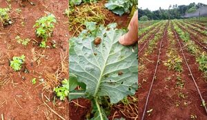 Plagas y hongos atacan cultivo de hortalizas en Minga Guazú - La Clave