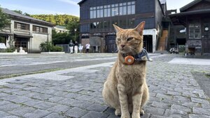 Houtong, el pueblo taiwanés que cambió las minas de carbón por el amor a los gatos