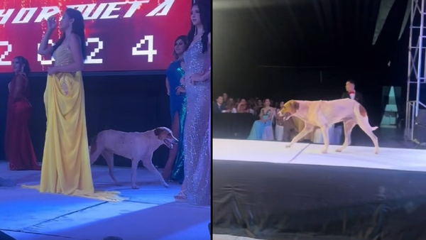 Perro desfiló en el Miss Horqueta y ya inspiró proyecto animalero