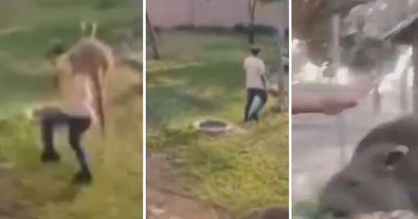 Diario HOY | VIDEO| Maltratan a animales de un zoo de Perú para un reto de TikTok