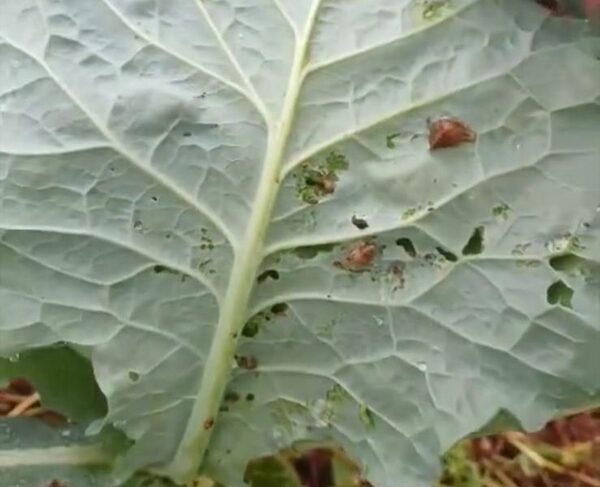 Caracoles, gusanos y hongos funden producción hortícola