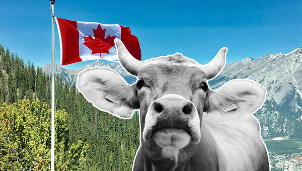 Canadá abrió sus puertas a la carne paraguaya: Un paso gigante para el sector ganadero del país