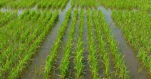 La Nación / Brasil precisará importar más arroz paraguayo