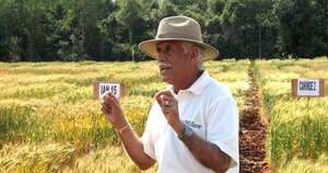 La Nación / Mohan Kohli: “Variedades locales de trigo pueden plantarse en la región”