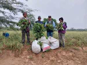 Entregaron semillas de batata a comunidad de Quenjaclói en Boquerón
