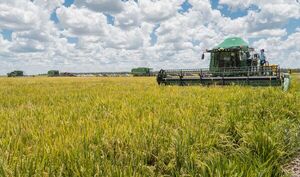 Brasil precisará importar más arroz paraguayo tras inundaciones en Río Grande do Sul