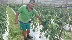 Productores de locotes también son afectados por cambios climáticos - Nacionales - ABC Color