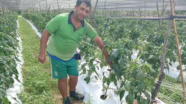 Productores de locotes también son afectados por cambios climáticos - Nacionales - ABC Color