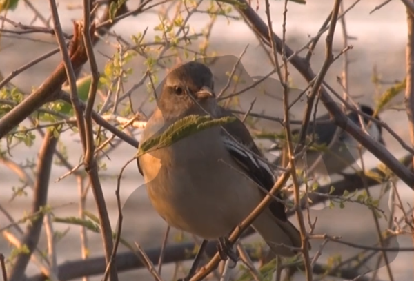 SNT Al Natural: Aves en extinción - SNT