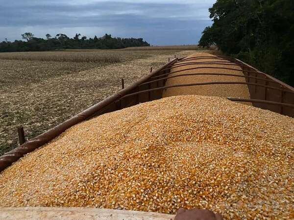 Se acentúa la caída de divisas del maíz y ya supera el 50% - Economía - ABC Color