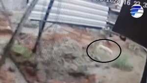 Vecinos denuncian a un hombre por electrocutar al perro de un niño con autismo