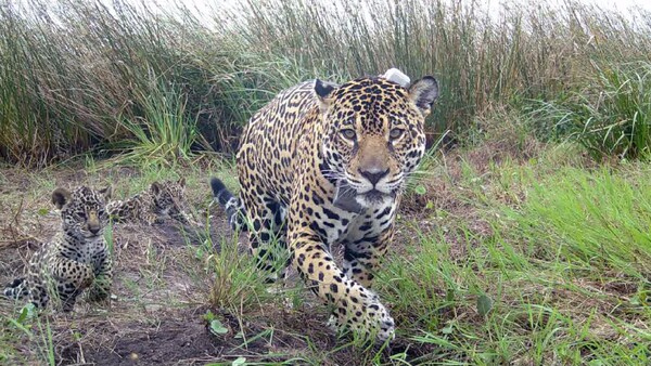 Nacen tres cachorros de yaguareté en Argentina, el papá es paraguayo