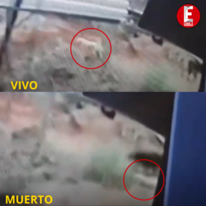 MURIÓ ELECTROCUTADO PERRITO DE NIÑO CON AUTISMO