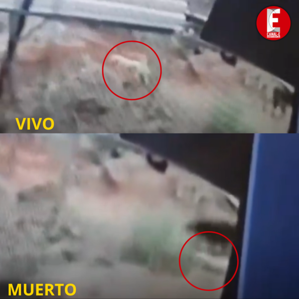 MURIÓ ELECTROCUTADO PERRITO DE NIÑO CON AUTISMO