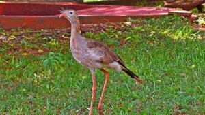 Diputada teme que un vecino lastime a Kevin, un pájaro que vive en su barrio