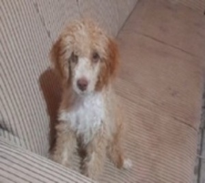 Hombre denunció a su vecino por matar a su perro - Paraguay.com