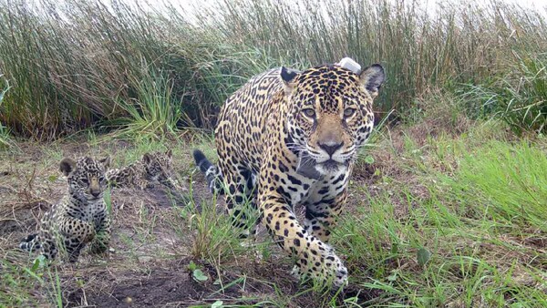 Nacen tres cachorros de yaguareté paraguayo en Argentina