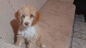 Perrito murió electrocutado: Intervino la Fiscalía y Defensa Animal - SNT